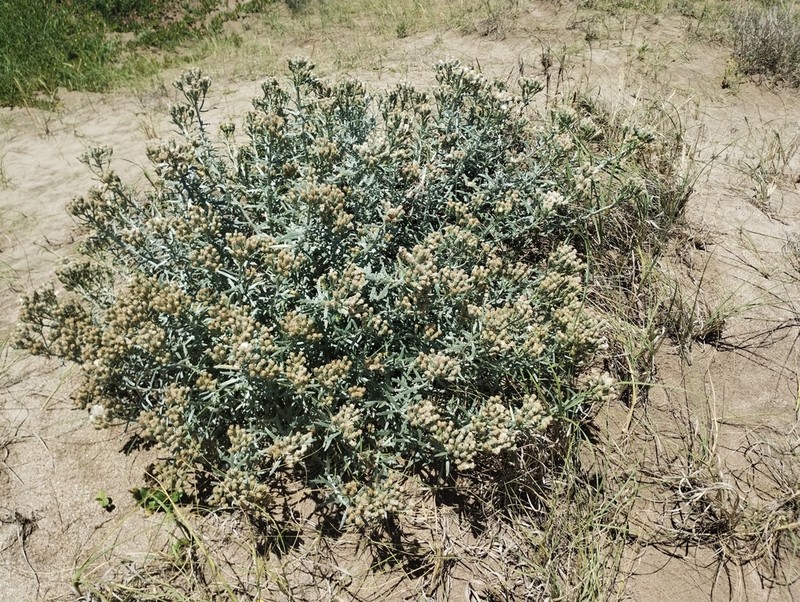 Senecio bergii photo 6