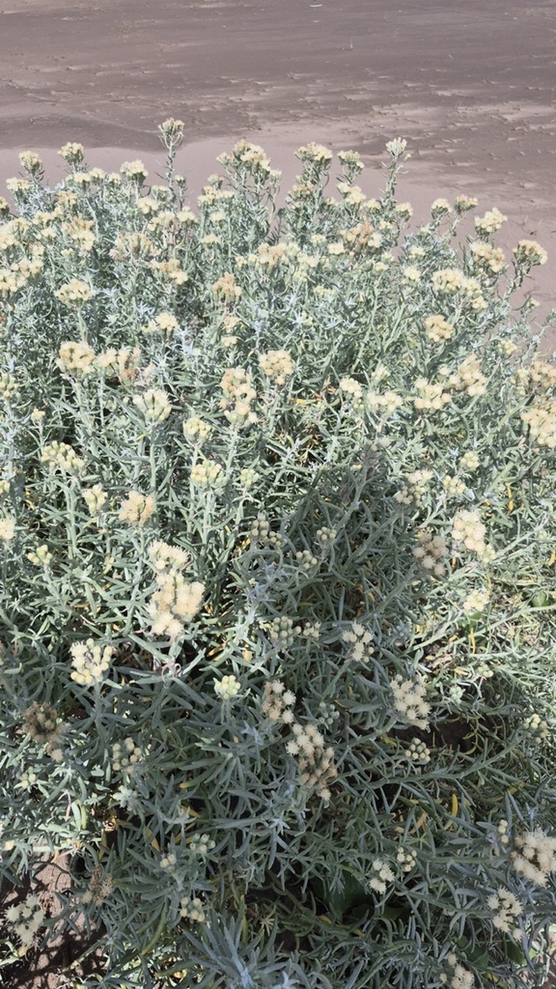 Senecio bergii photo 8