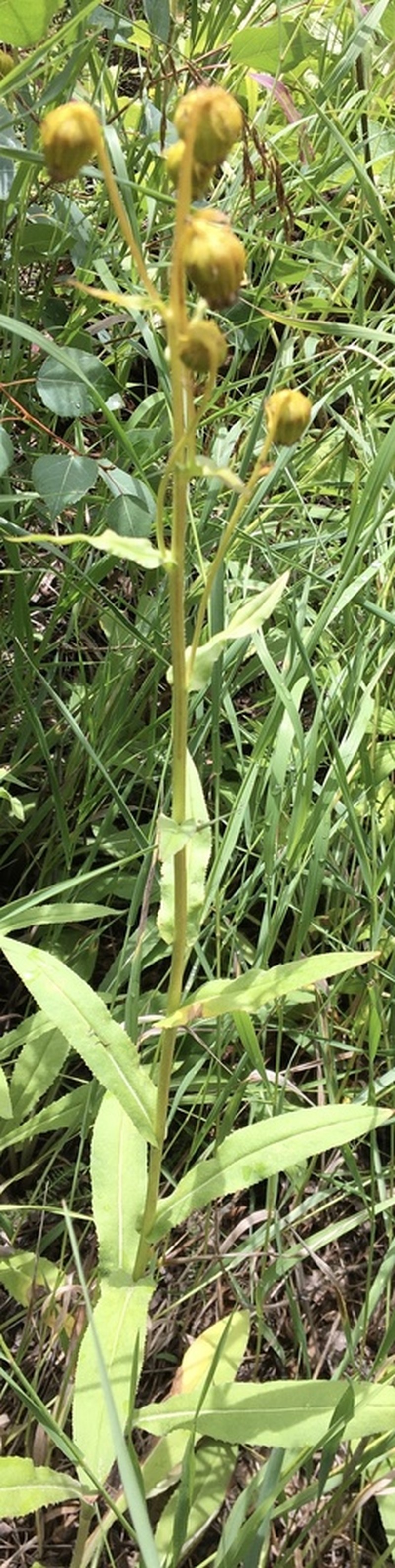 Nodding Ragwort photo 4