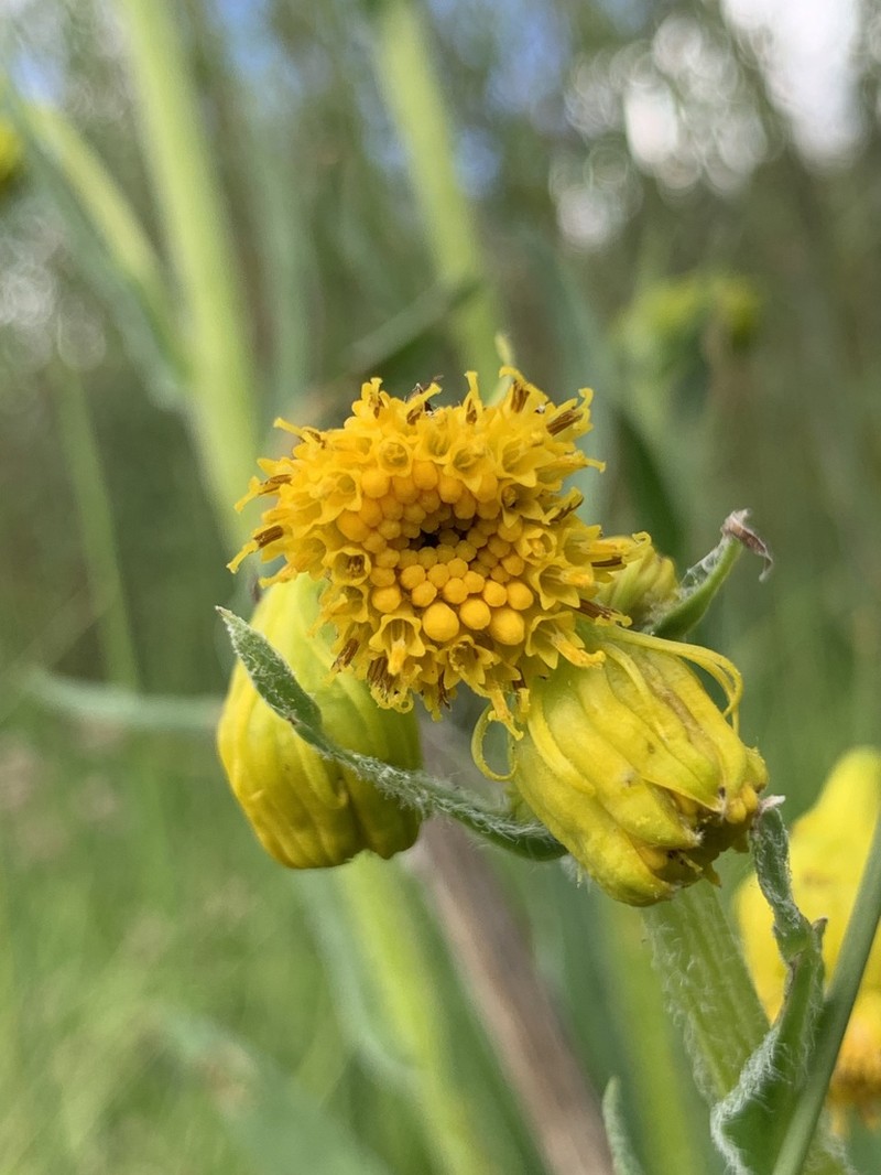 Nodding Ragwort photo 5