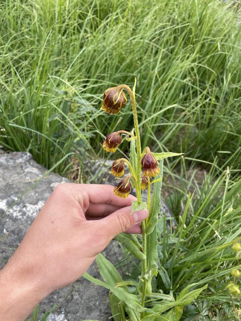 Nodding Ragwort photo 7