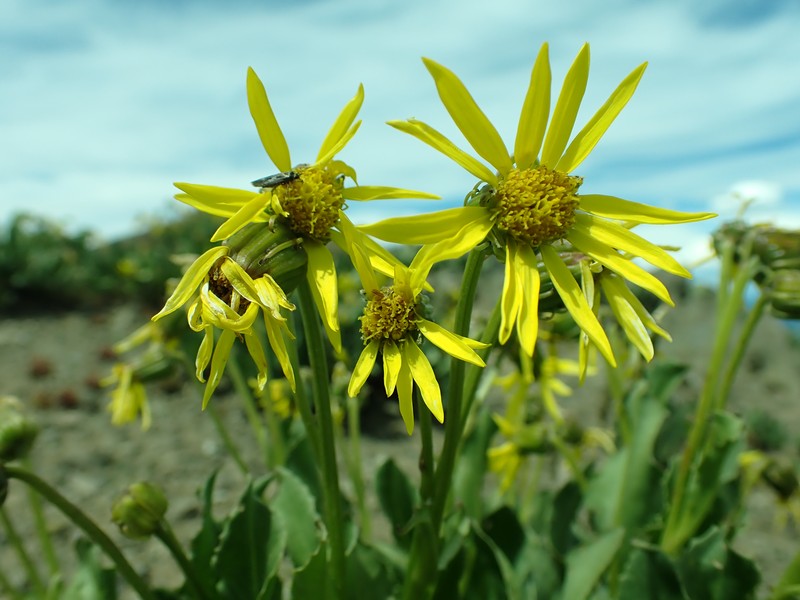Nodding Ragwort