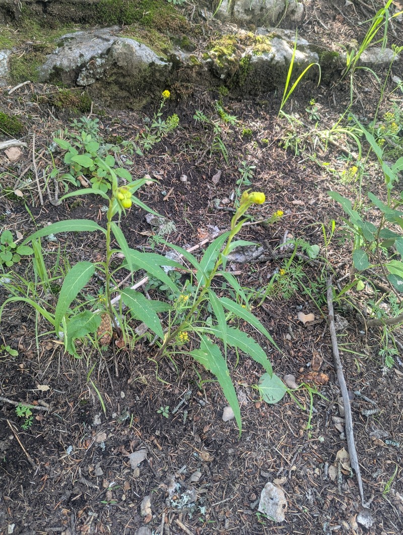 Senecio bigelovii var. bigelovii