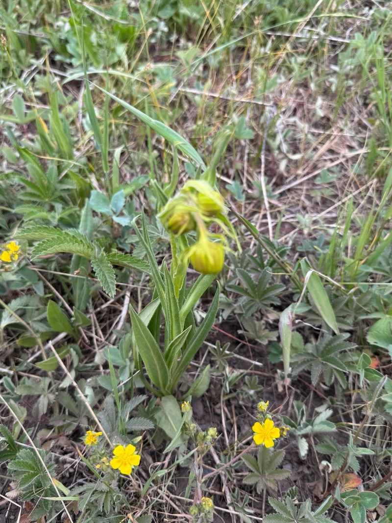 Senecio bigelovii var. hallii