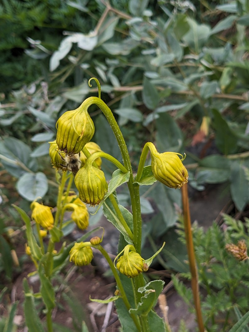 Senecio bigelovii var. hallii photo 5