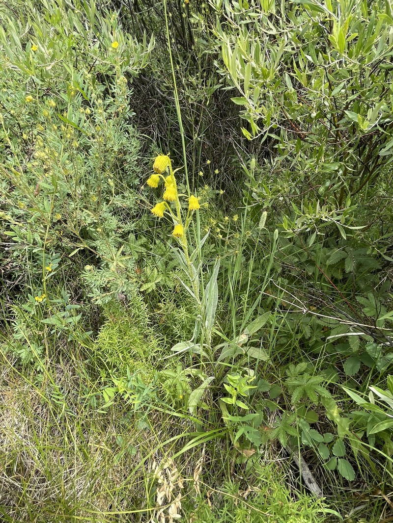 Senecio bigelovii var. hallii photo 8