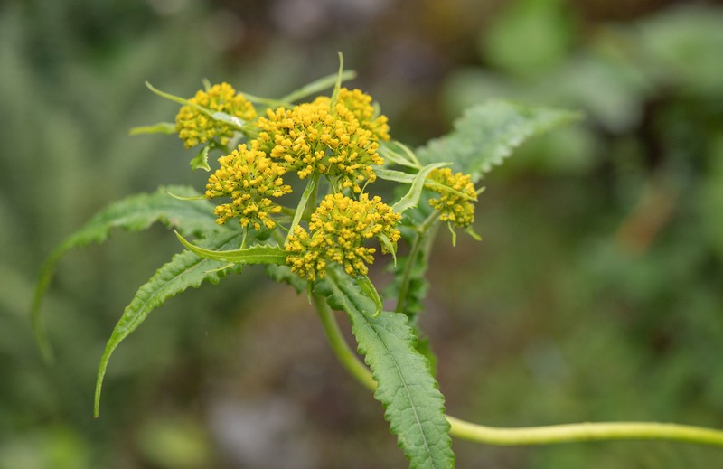 Senecio biligulatus photo 2