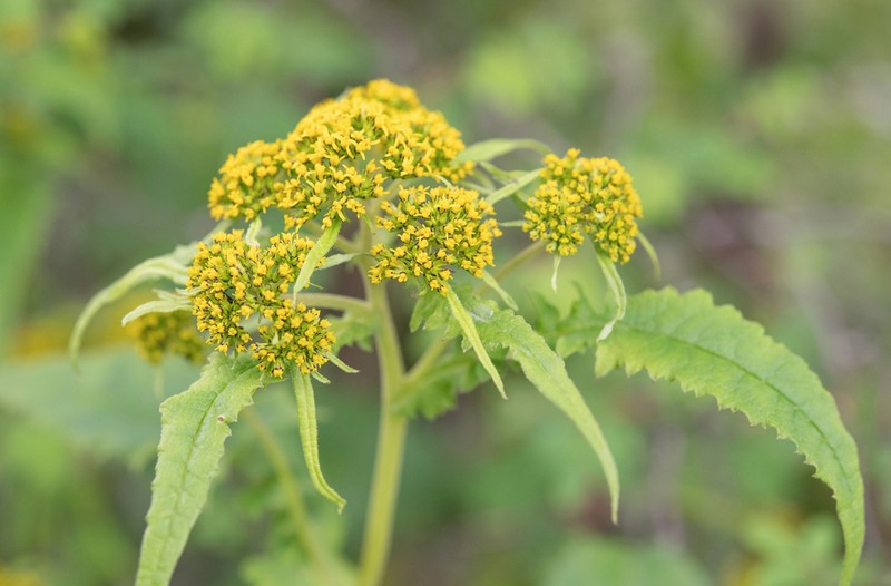 Senecio biligulatus photo 3