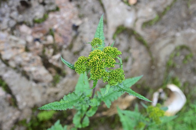 Senecio biligulatus photo 4