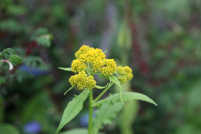 Senecio biligulatus photo 5