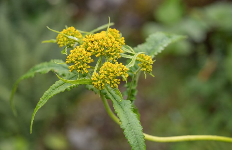 Senecio biligulatus photo 6