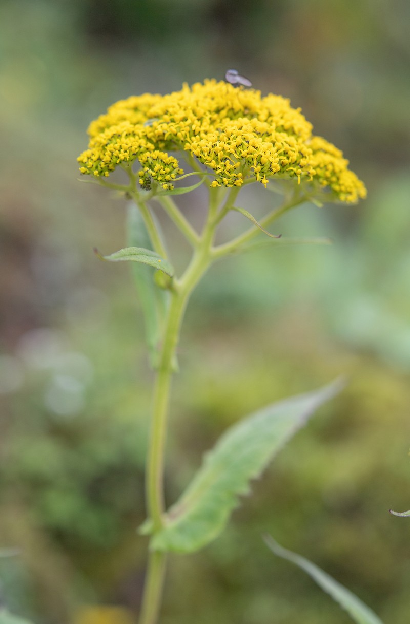 Senecio biligulatus photo 7