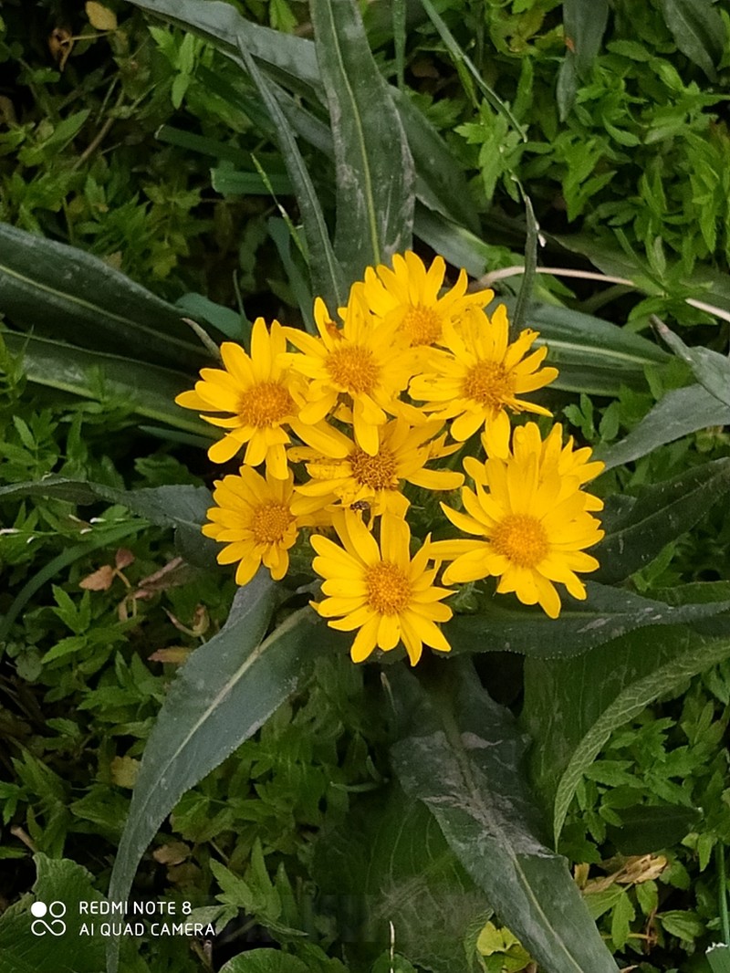 Senecio billieturneri photo 2