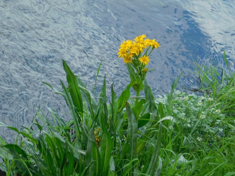 Senecio billieturneri photo 3