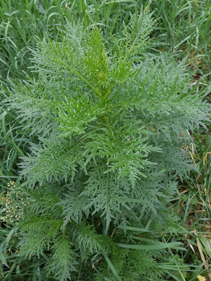 Senecio bipinnatisectus