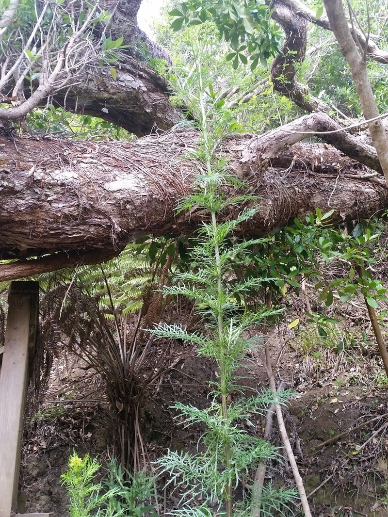 Senecio bipinnatisectus photo 2