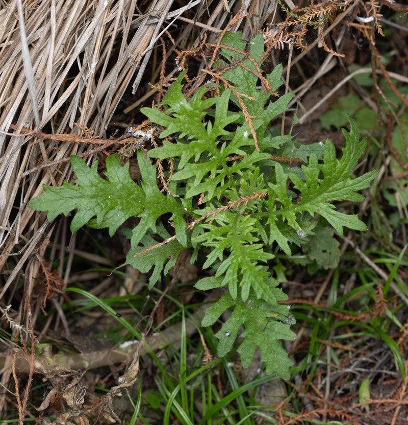 Senecio bipinnatisectus photo 3