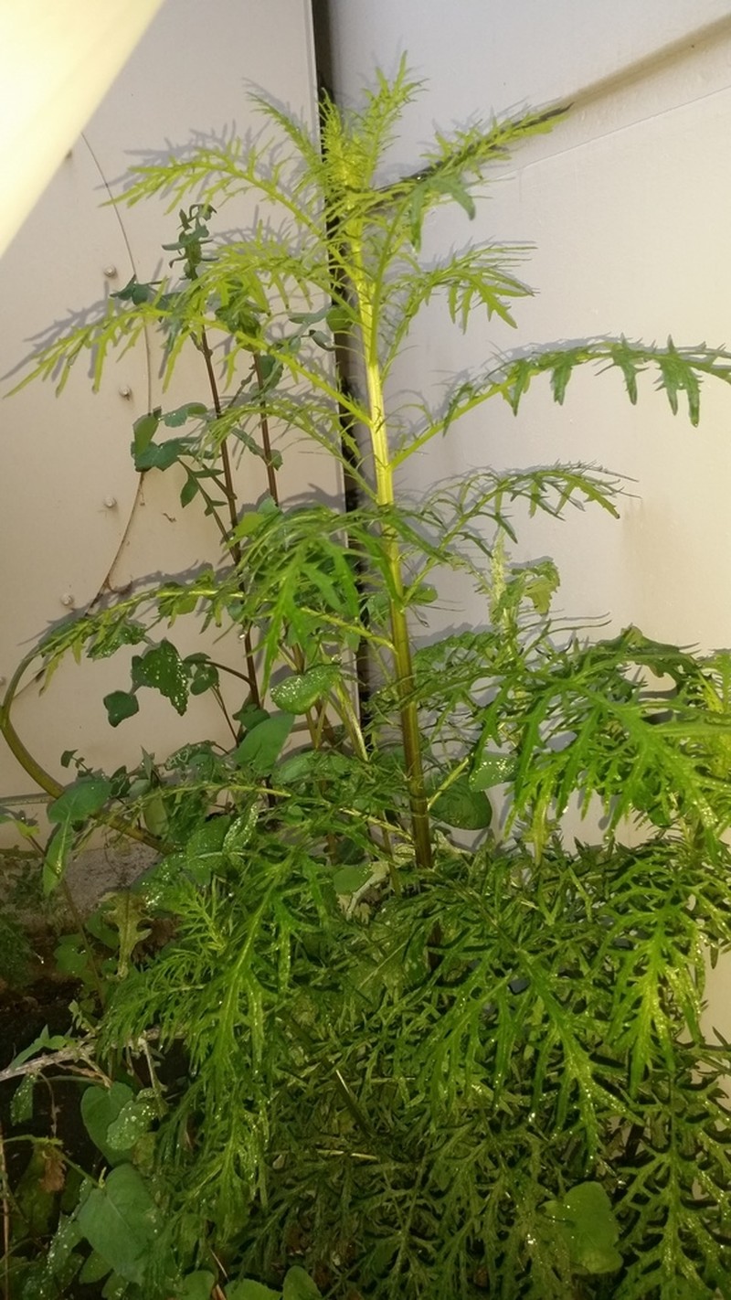 Senecio bipinnatisectus photo 4