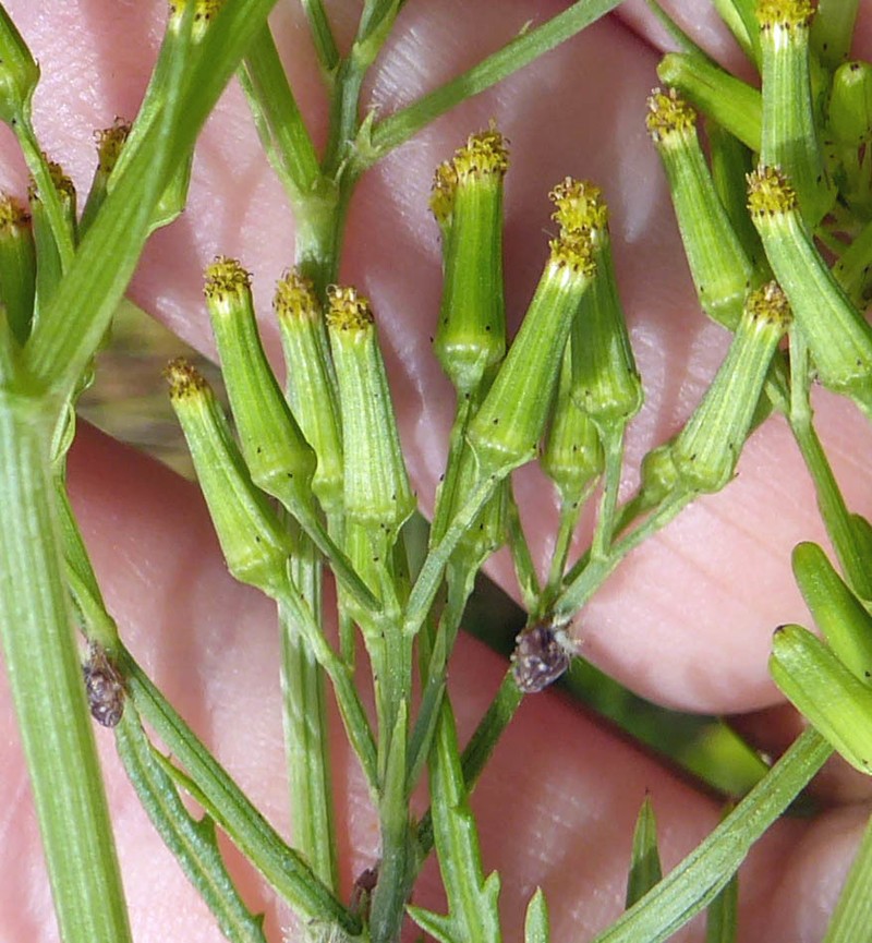 Senecio bipinnatisectus photo 5