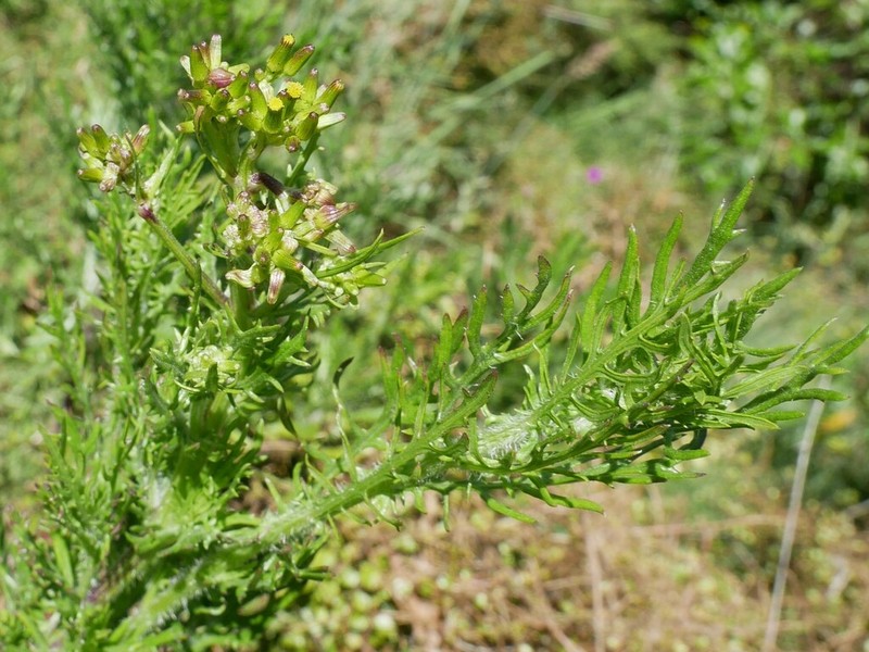 Senecio bipinnatisectus photo 6