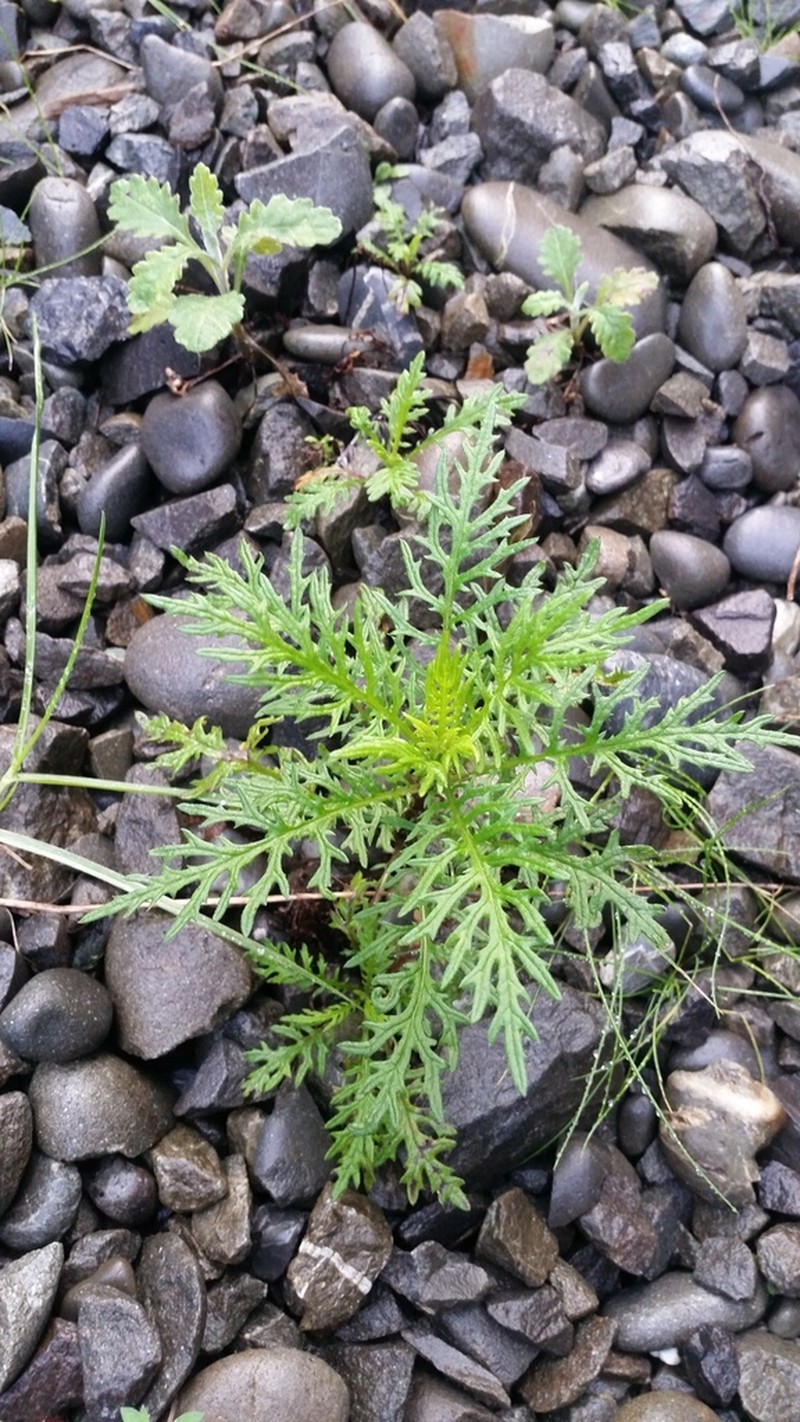 Senecio bipinnatisectus photo 7