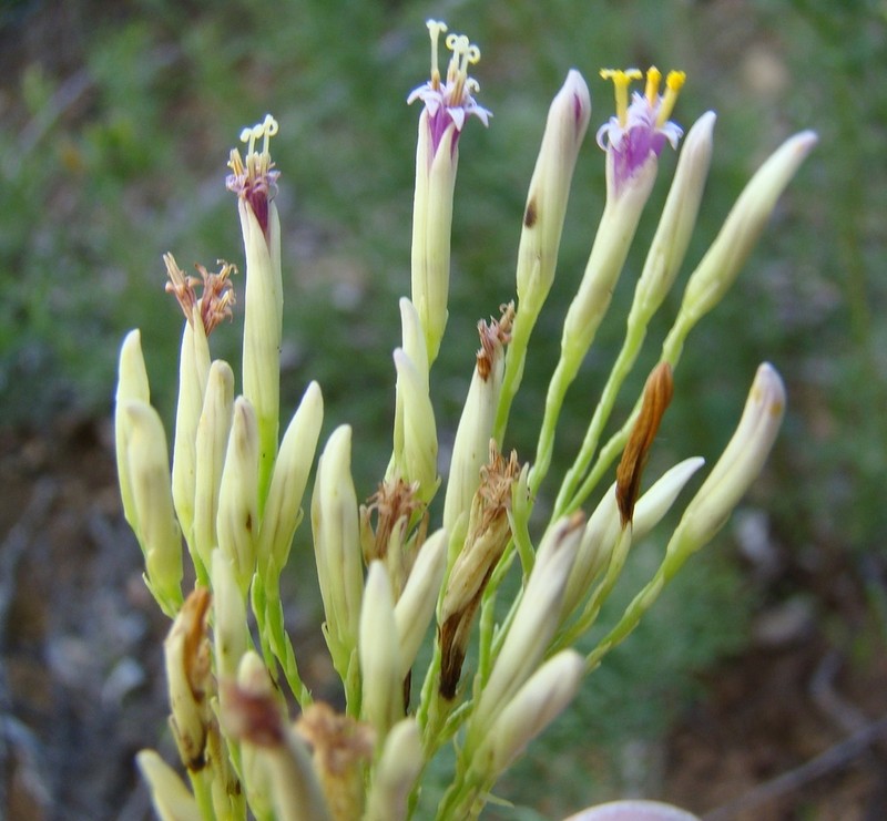 Senecio bipinnatus