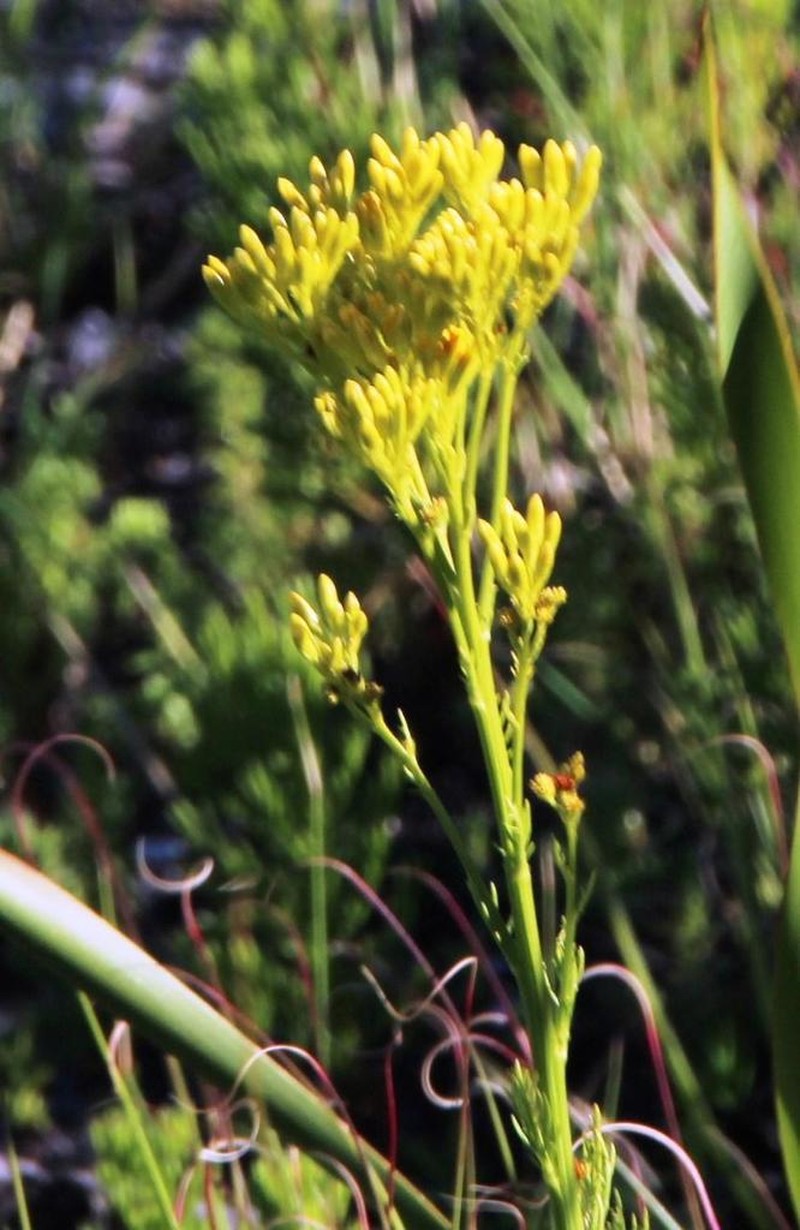 Senecio bipinnatus photo 2