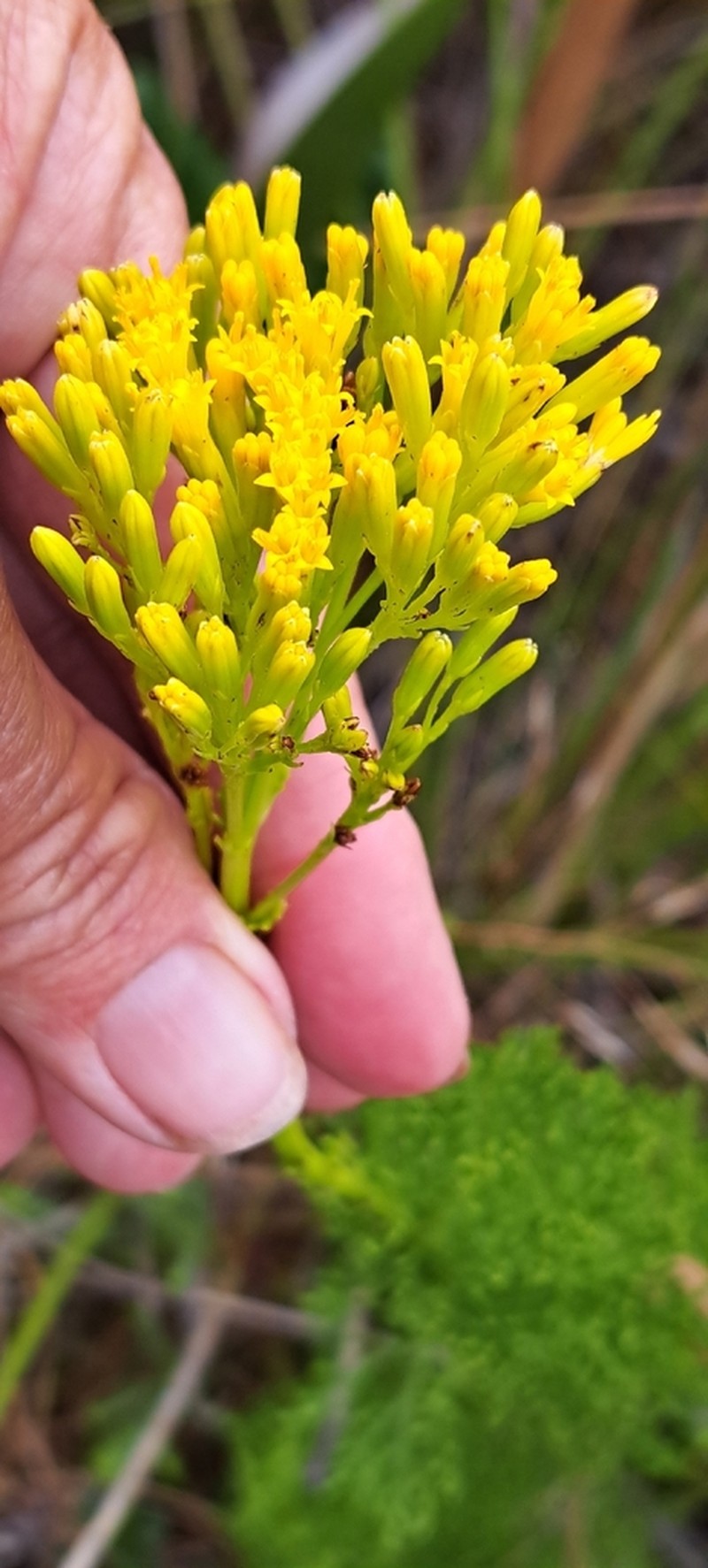 Senecio bipinnatus photo 3