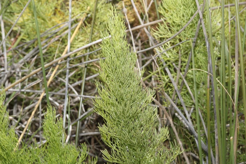Senecio bipinnatus photo 4