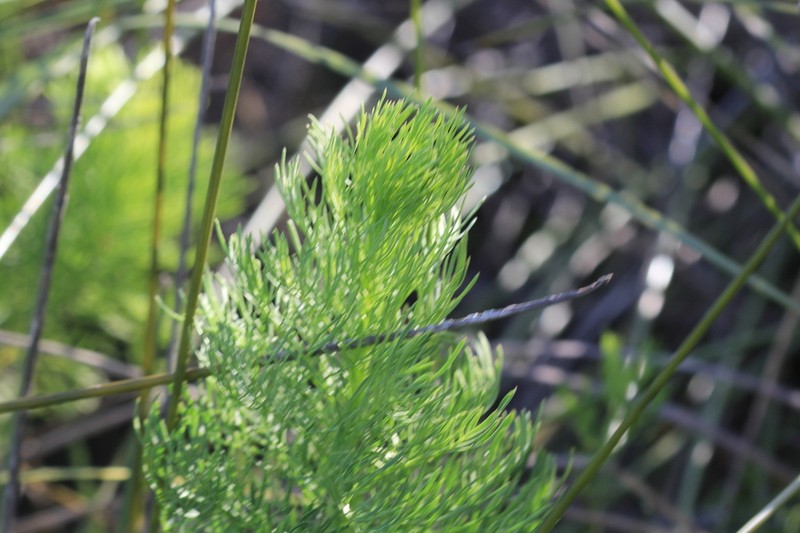Senecio bipinnatus photo 5