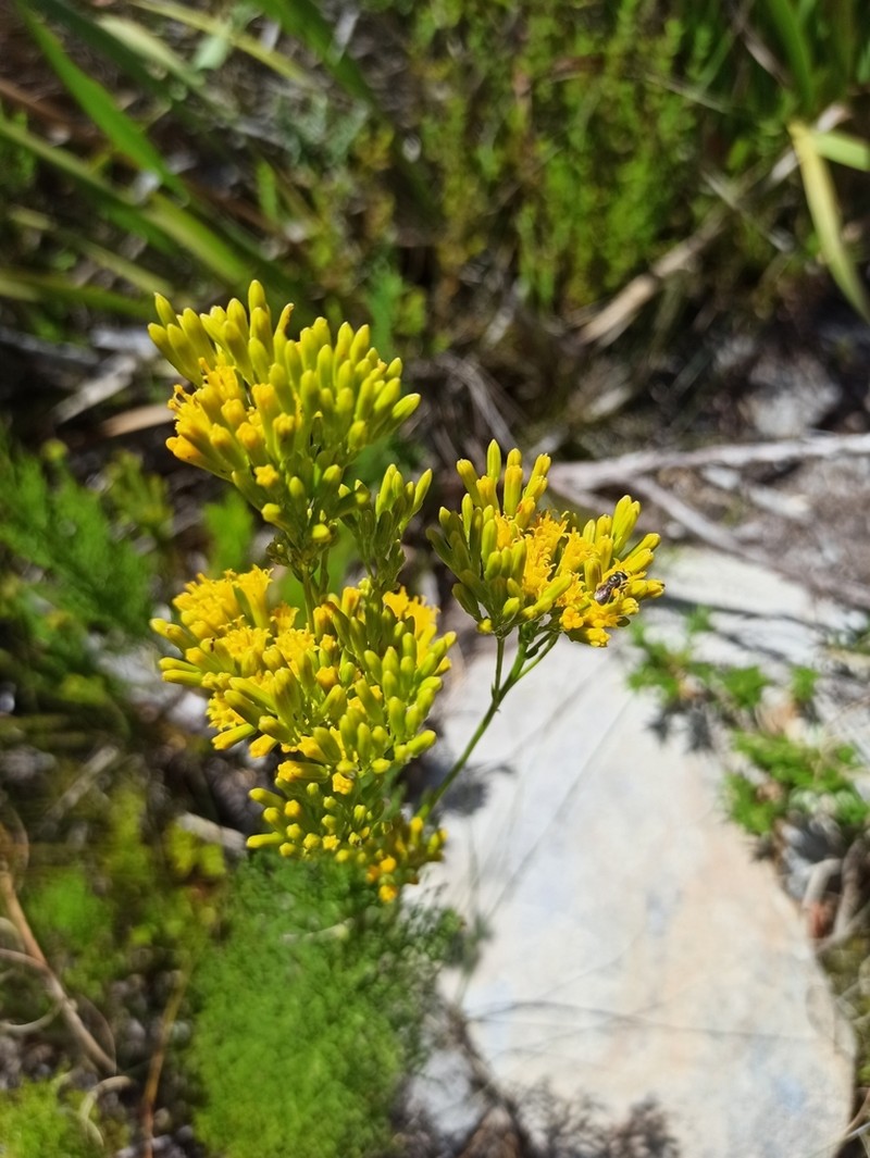 Senecio bipinnatus photo 6