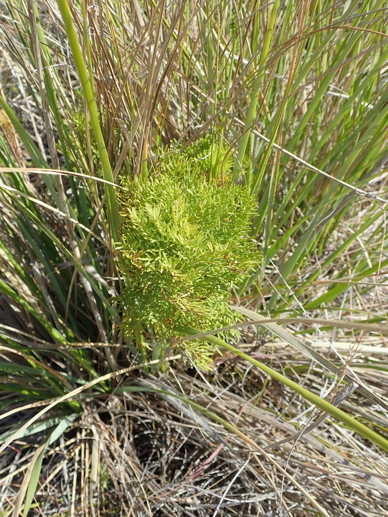 Senecio bipinnatus photo 8