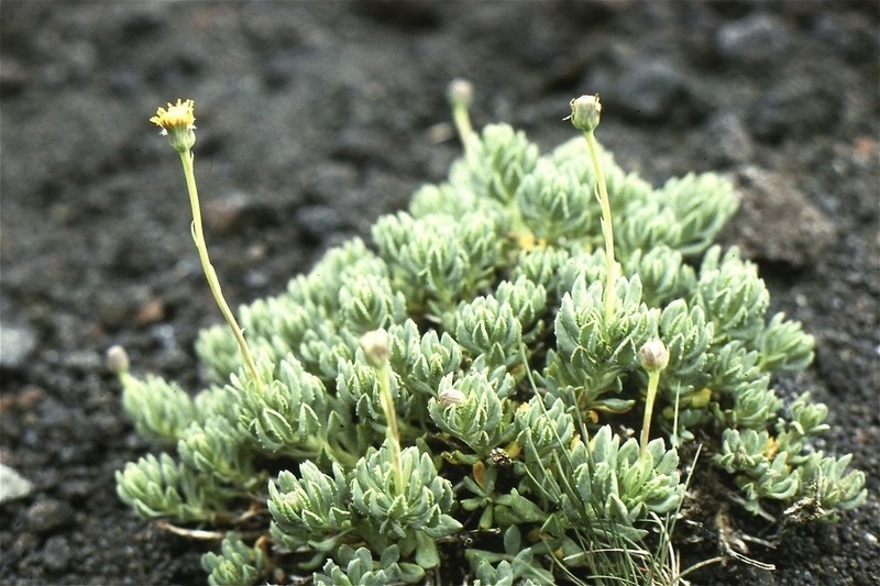 Senecio bipontinii