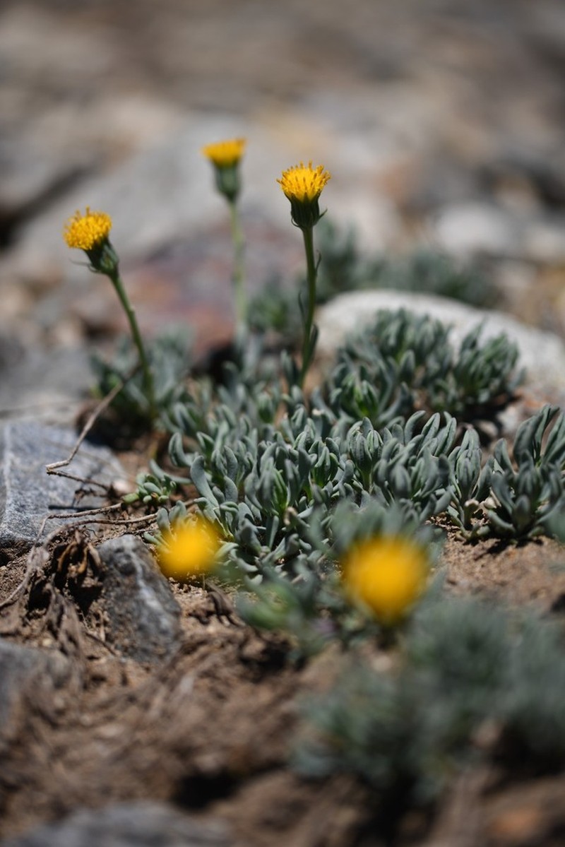 Senecio bipontinii photo 2