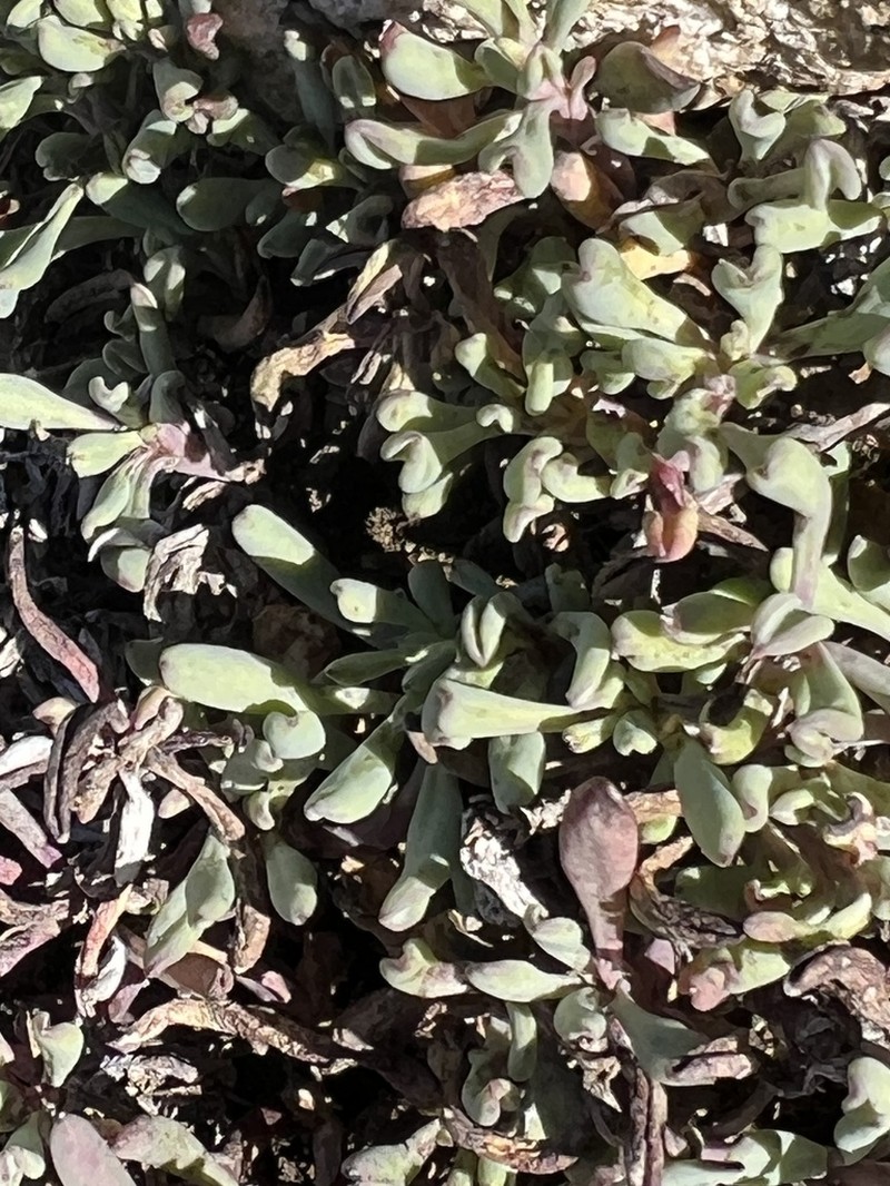 Senecio bipontinii photo 3
