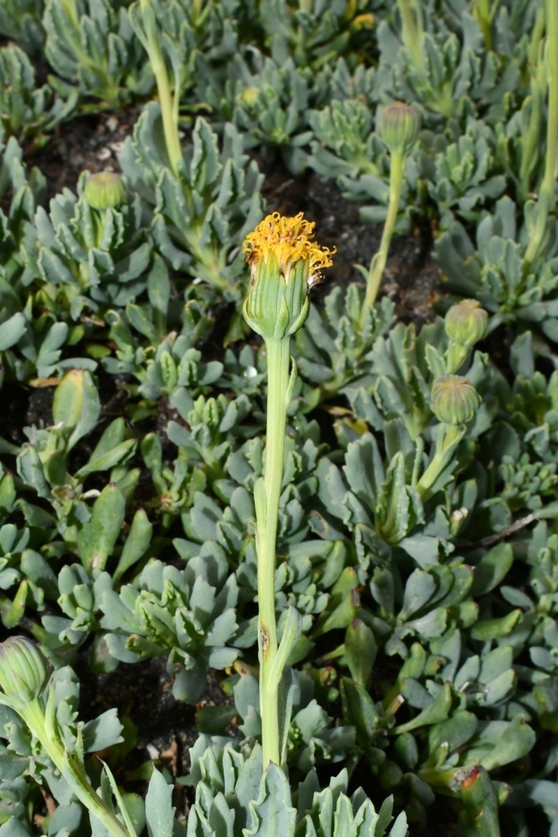 Senecio bipontinii photo 4