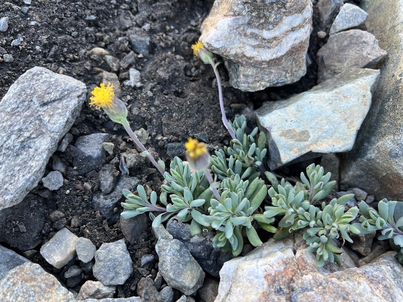 Senecio bipontinii photo 5