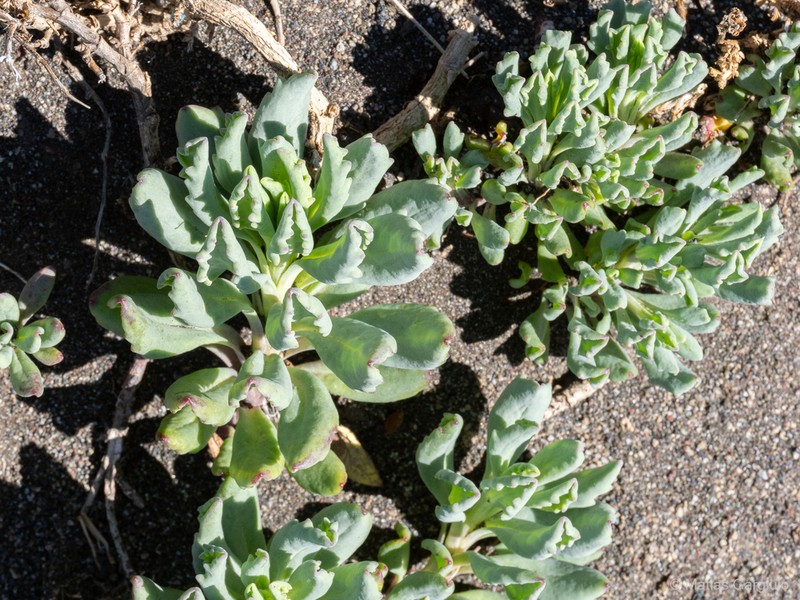 Senecio bipontinii photo 6