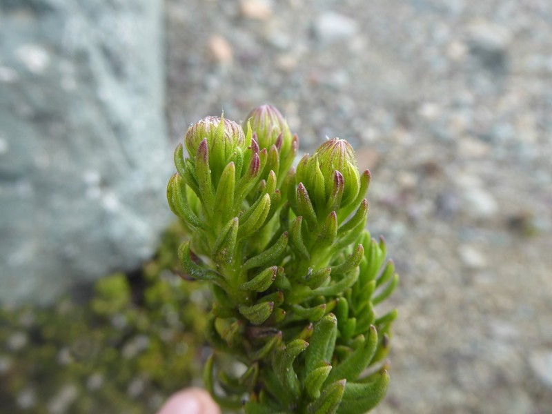 Senecio bipontinii photo 7