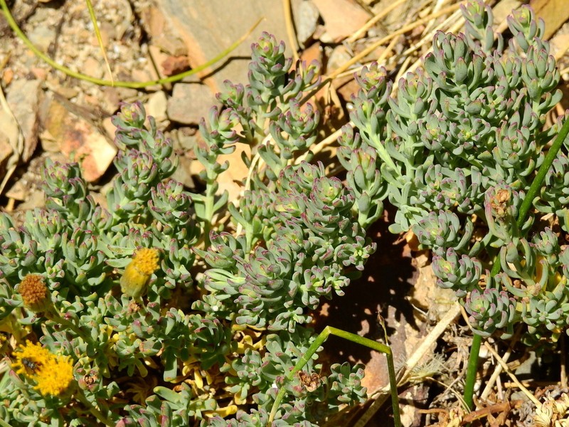 Senecio bipontinii photo 8