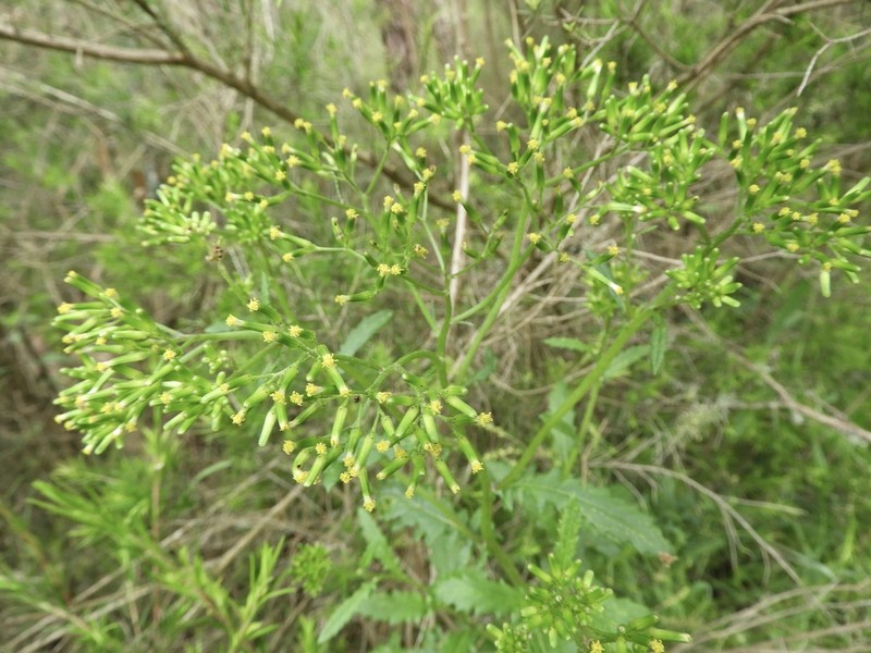 Senecio biserratus
