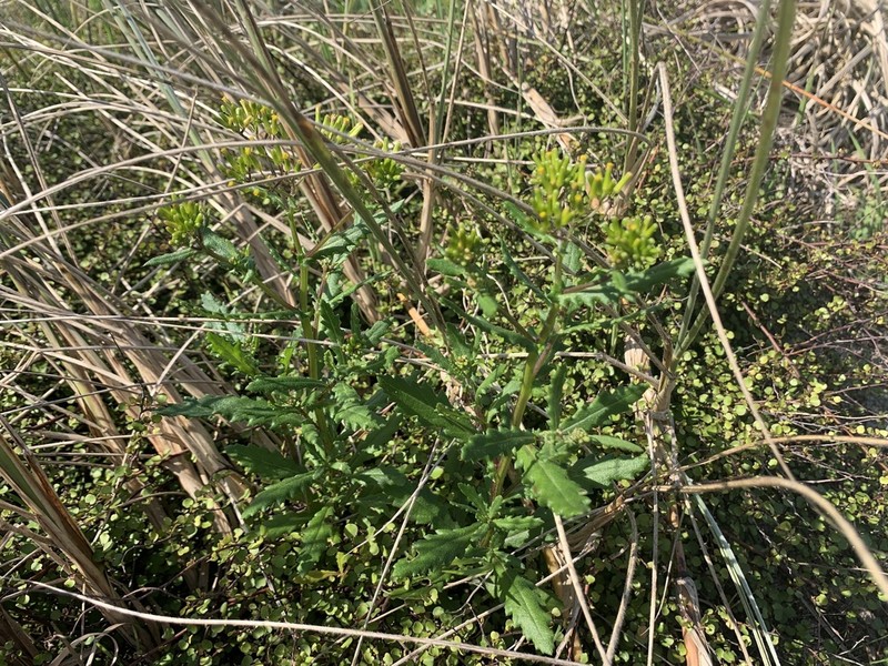 Senecio biserratus photo 2