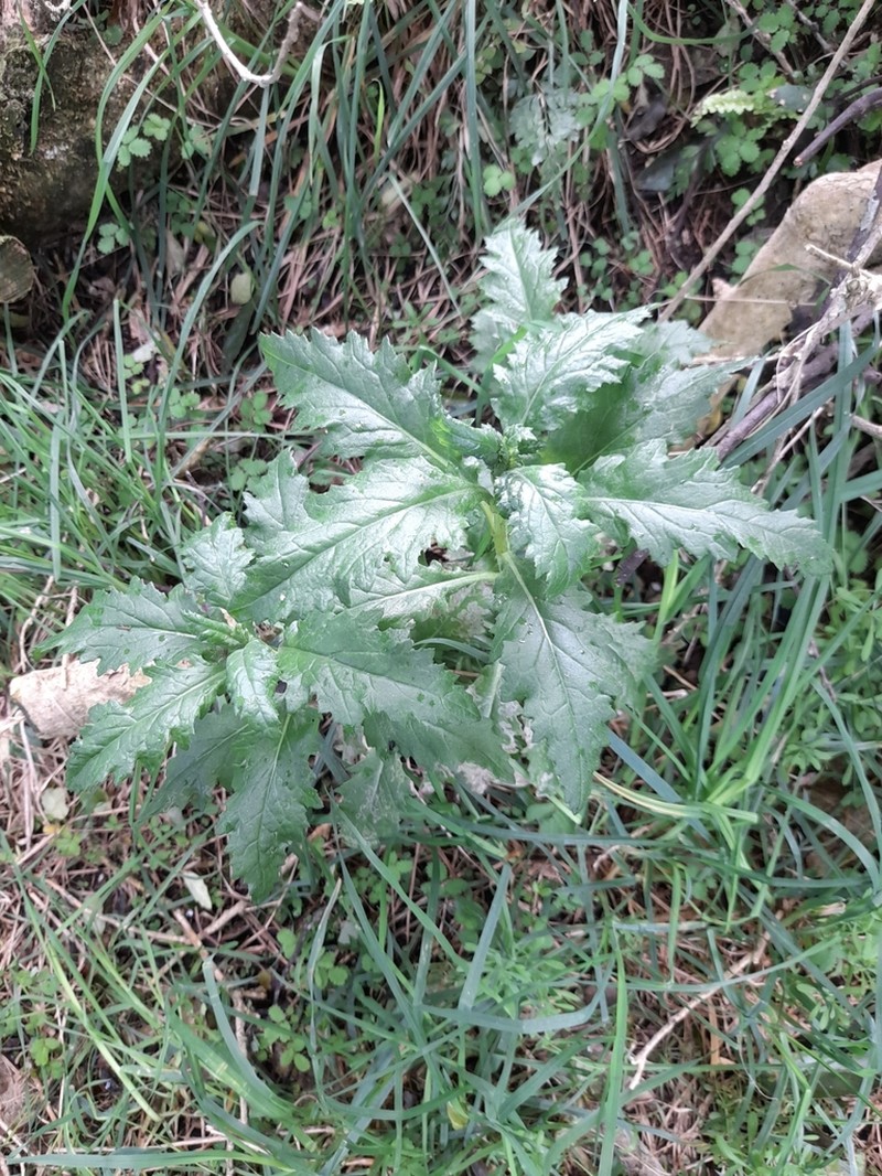 Senecio biserratus photo 3