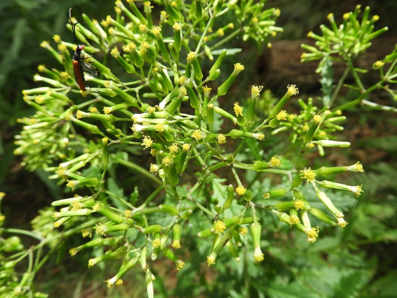Senecio biserratus photo 4