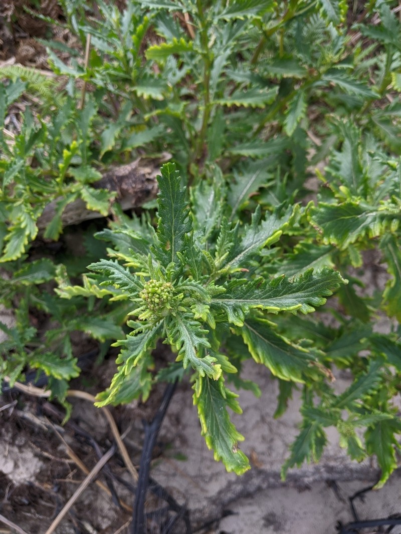 Senecio biserratus photo 5