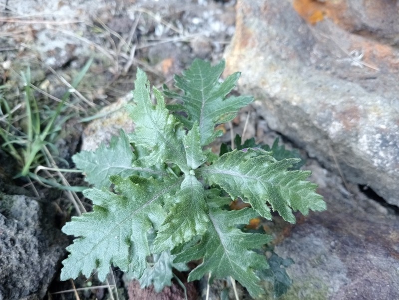 Senecio biserratus photo 6