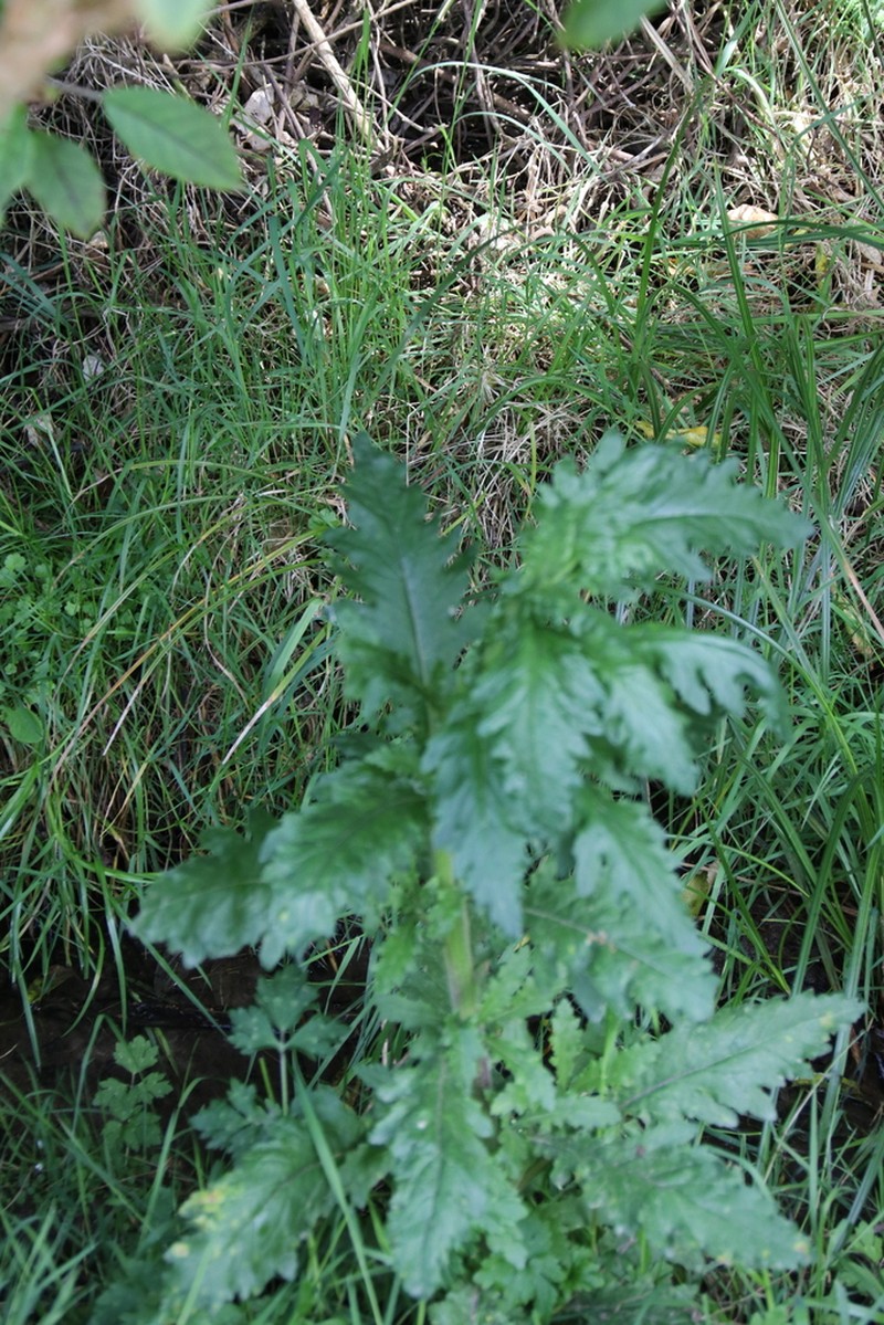 Senecio biserratus photo 7