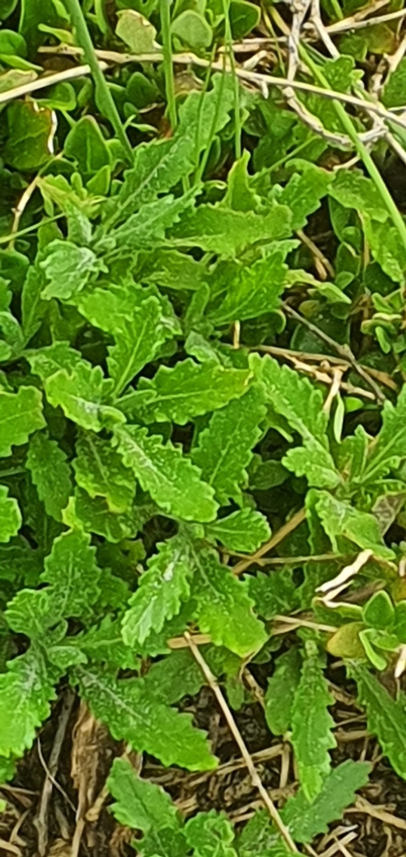 Senecio biserratus photo 8