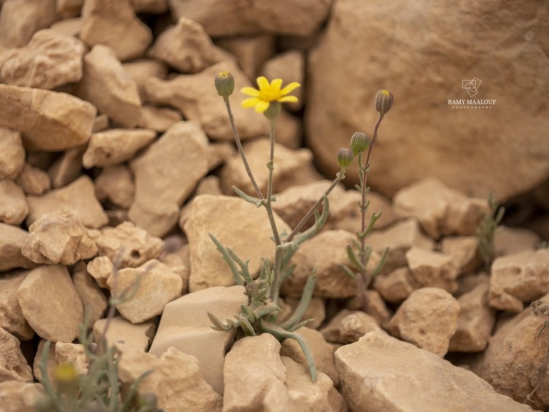 Senecio blanchei