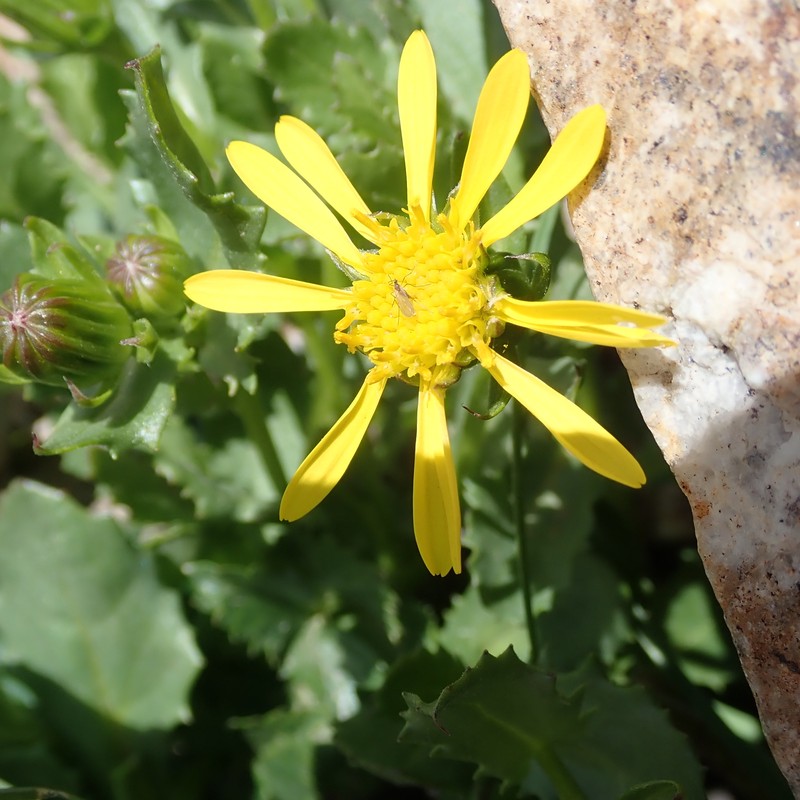 Senecio blitoides